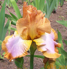 Iris Ginger Swirl