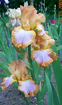 Iris Ginger Swirl