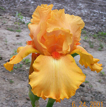 Iris Glazed Orange