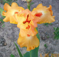 Iris Glazed Orange