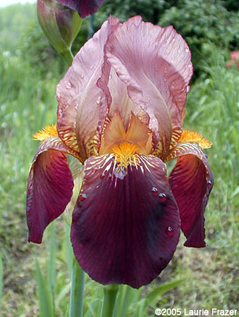 Iris Glowing Embers