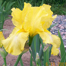 Iris Harvest of Memories