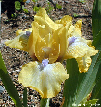 Iris Irish Chant