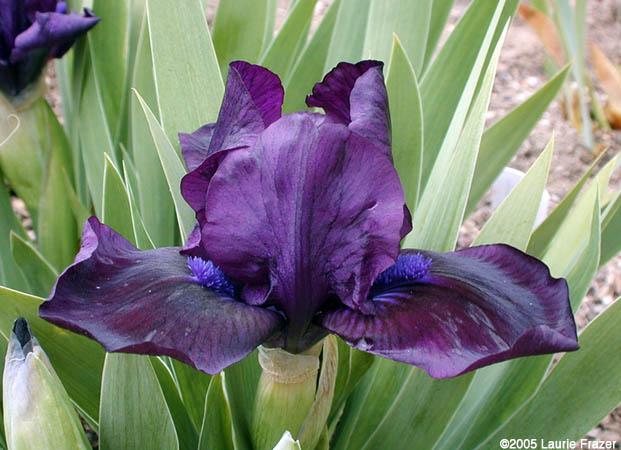 Iris Jewel Baby