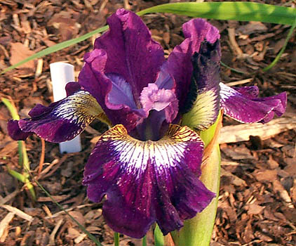 Iris Jewelled Crown