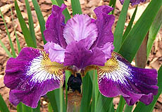 Iris Jewelled Crown