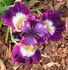 Iris Jewelled Crown