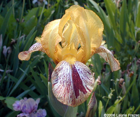 Iris Kaleidoscope