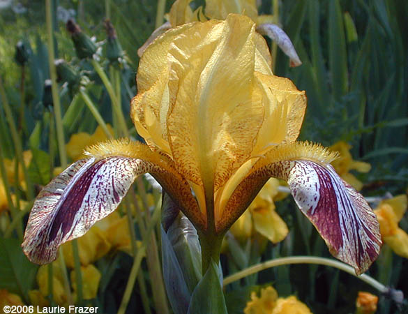 Iris Kaleidoscope