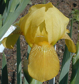 Iris Lady Emma