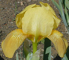 Iris Lady Emma