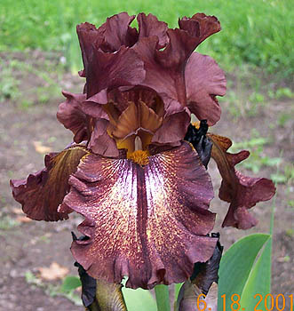 Iris Lady Fire