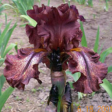 Iris Lady Fire