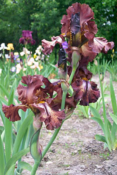 Iris Lady Fire