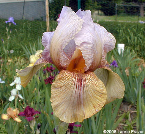 Iris Lady Mohr