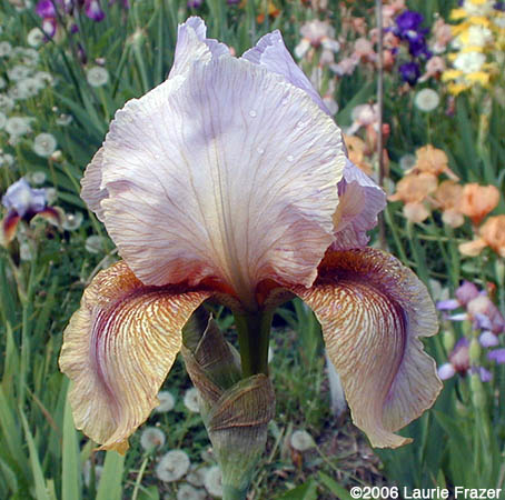 Iris Lady Mohr