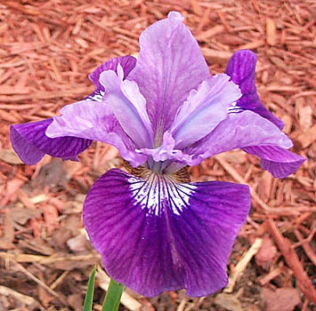 Iris Lady Vanessa