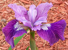 Iris Lady Vanessa