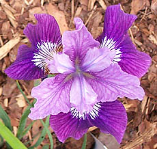 Iris Lady Vanessa