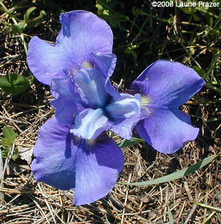 Iris Lake Seneca