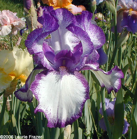 Iris Lavender Sparkle