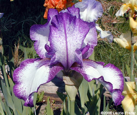 Iris Lavender Sparkle