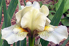 Iris Maya Mint