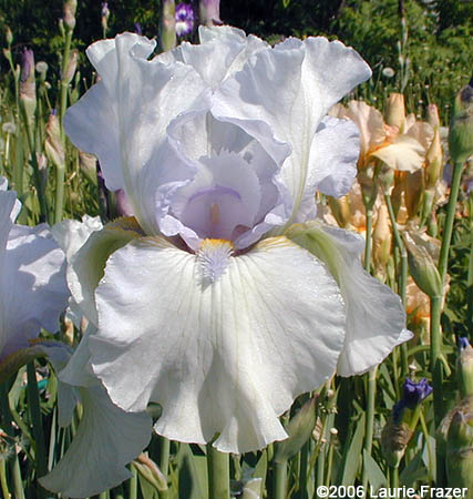 Iris Misty Twilight