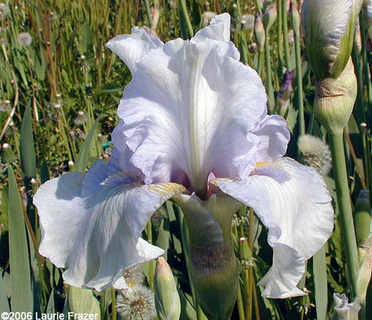 Iris Misty Twilight