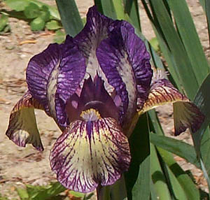 Iris Nancy Butterfly