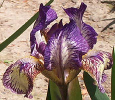 Iris Nancy Butterfly