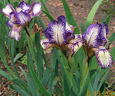 Iris Nancy Butterfly