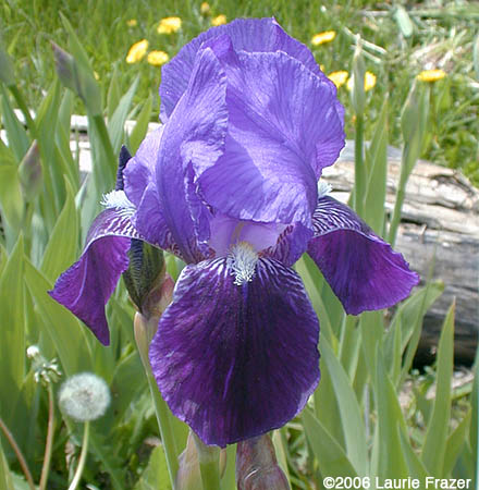 Iris Nightshade