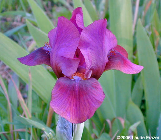 Iris Nut Ruffles