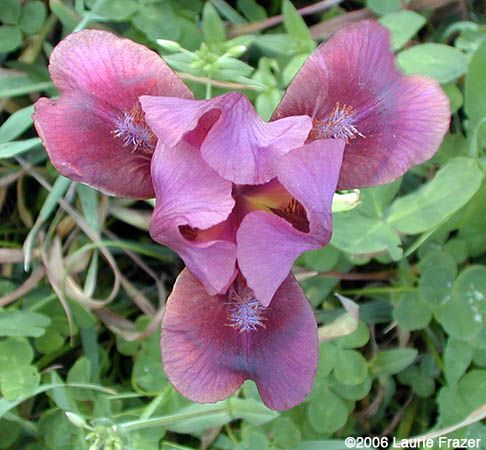 Iris Nut Ruffles