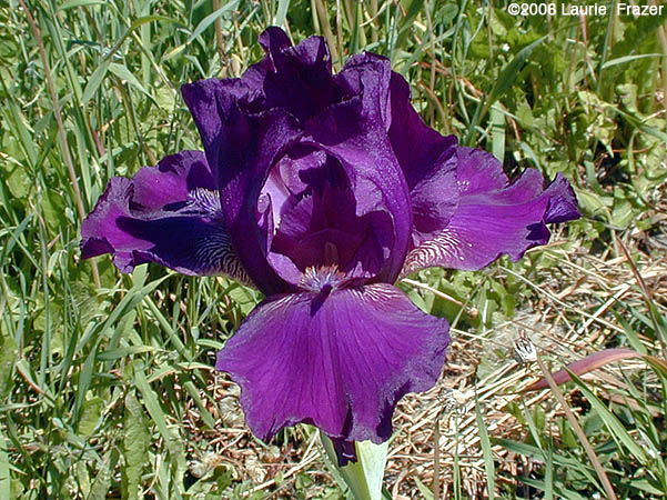 Iris October Storm