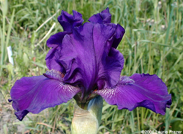 Iris October Storm