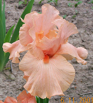 Iris Orange Slices