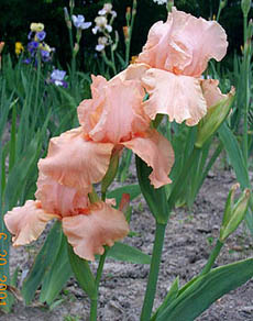 Iris Orange Slices