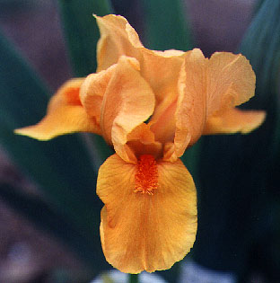 Iris Orange Tiger