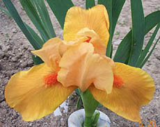 Iris Orange Tiger