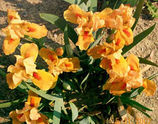 Iris Orange Tiger