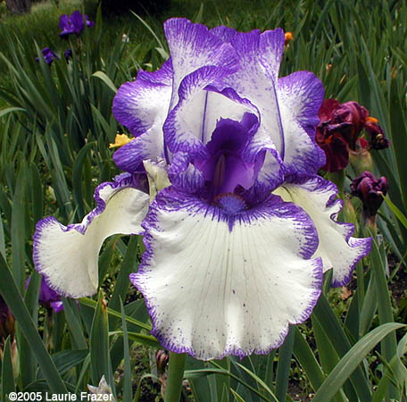 Iris Orinoco Flow