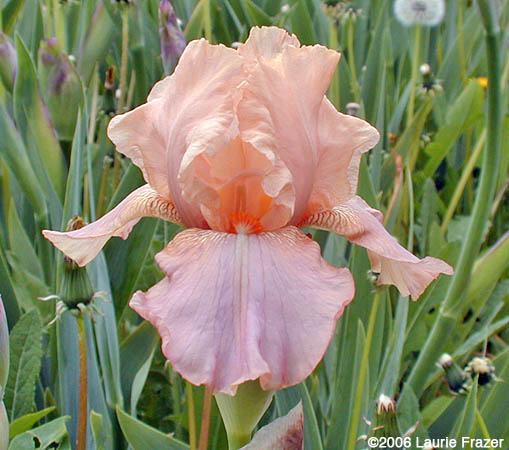 Iris Peach Parasol