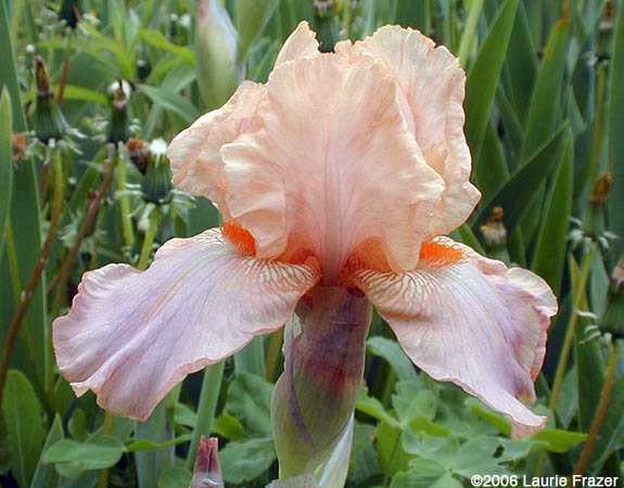 Iris Peach Parasol