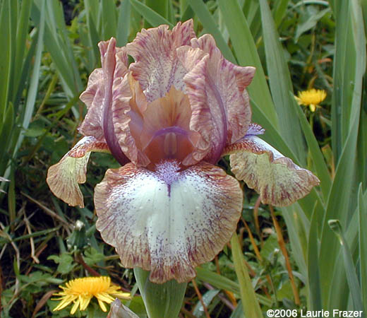 Iris Persian Wood