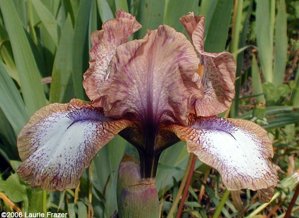 Iris Persian Wood