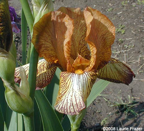 Iris Quail