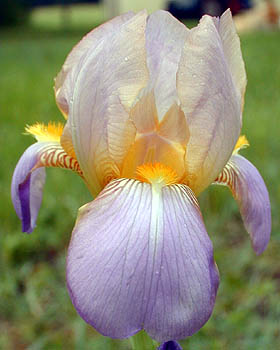 Iris Quaker Lady