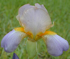 Iris Quaker Lady